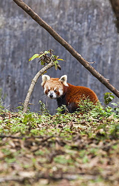 A lesser panda (red panda) in a wildlife reserve in India where tourists can observe this endangered animal, Darjeeling, India, Asia