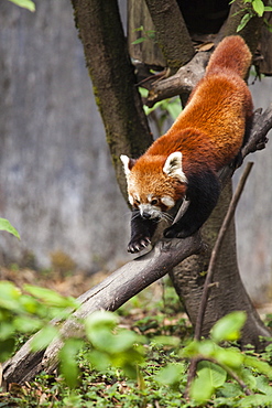 A red panda goes down from a tree in a wildlife reserve of India where these animals are protected from poachers, Darjeeling, India, Asia