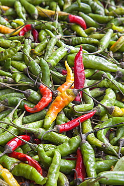 Hot peppers of various color used as food in Indian cuisine considered one of the richest in the world of flavors and fragrances, Nepal, Asia