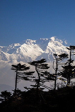 View of the icy summit of Kanchenjunga, partially hidden by pines adapted to the altitude near Sandakphu in West Bengal, India, Asia