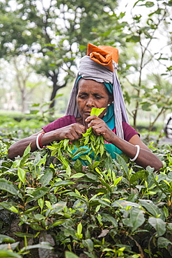 The collection of tea is really hard as in addition to having an excellent sight it is necessary to disentangle the dense twigs, Bagdogra, Darjeeling, India, Asia