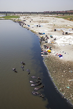 Water buffalo drinking from the Yamuna River, a tributary of the Ganges River, while people wash their clothes, Delhi, India, Asia