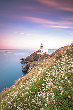 Wild flowers with Baily Lighthouse in the background, Howth, County Dublin, Republic of Ireland, Europe