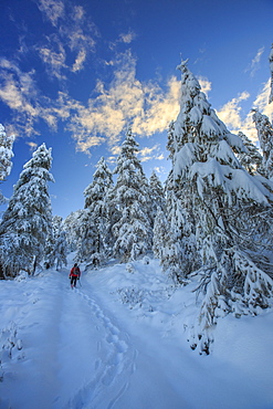 Hiker on snowshoes ventures in snowy woods, Casera Lake, Livrio Valley, Orobie Alps, Valtellina, Lombardy, Italy, Europe