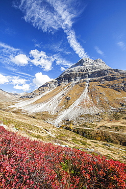 Cranberries and autumn colors, Fain Valley, Engadine, Canton of Grisons (Graubunden), Switzerland, Europe