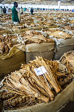 Tobacco auction in Lilongwe, Malawi, Africa