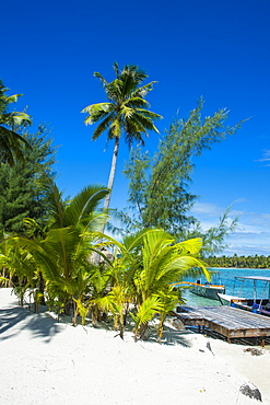 White sand beach on a Motu, Bora Bora, Society Islands, French Polynesia, Pacific