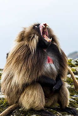 Male Gelada (Theropithecus gelada) in the Simien Mountains National Park, UNESCO World Heritage Site, Ethiopia, Africa