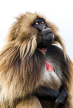 Male Gelada (Theropithecus gelada), Simien Mountains National Park, UNESCO World Heritage Site, Ethiopia, Africa