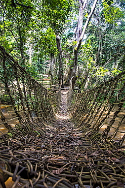 Hand made vine bridge in the Dzanga-Sangha Park, UNESCO World Heritage Site, Central African Republic, Africa