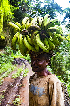 Man carrying a huge plantain on his head, volcanic lake Barombi, Kumba, southwest Cameroon, Africa