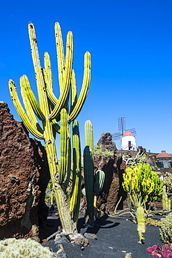 Jardin de Cactus (Cactus Garden) Cesar Manrique, Lanzarote, Canary Islands, Spain, Atlantic, Europe