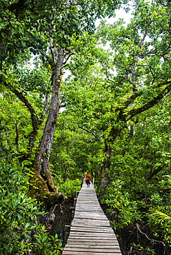 Long pier over a swamp, Kosrae, Federated States of Micronesia, South Pacific