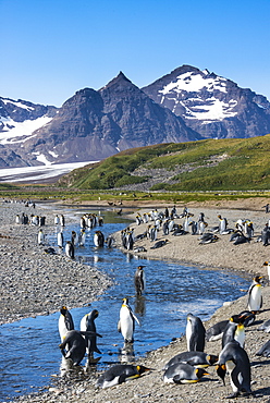 King penguins (Aptenodytes patagonicus) in beautiful scenery, Salisbury Plain, South Georgia, Antarctica, Polar Regions