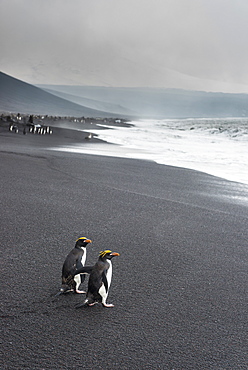 Southern rockhopper penguin group (Eudyptes chrysocome), Saunders Island, South Sandwich Islands, Antarctica, Polar Regions