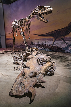 Dinosaur exhibits, Royal Tyrrell Museum, Drumheller, Alberta, Canada, North America