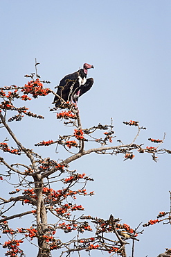 Red-headed vulture (Asian king vulture) (Indian black vulture) (Pondicherry vulture) (Sarcogyps calvus), Ranthambhore, Rajasthan, India, Asia