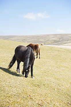 Welsh mountain pony (Welsh pony) and cob (Equus ferus caballus), Wales, United Kingdom, Europe