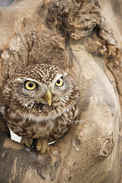 Little owl (Athene noctua), Devon, England, United Kingdom, Europe