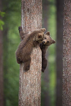 Brown bear cub (Ursus arctos) tree climbing, Finland, Scandinavia, Europe