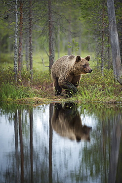 Brown bear (Ursus arctos), Kuhmo, Finland, Scandinavia, Europe