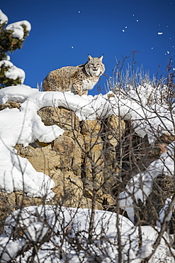 Bobcat (Lynx rufus), Montana, United States of America, North America