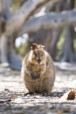 Quokka (Setonix brachyurus), Rottnest Island, Australia, Pacific