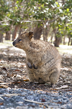 Quokka (Setonix brachyurus), Rottnest Island, Australia, Pacific