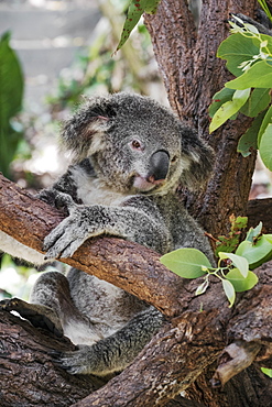 Koala (Phascularctos cinereus), captive, Australia, Pacific