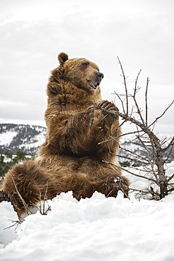 Brown bear (grizzly) (Ursus arctos), Montana, United States of America, North America