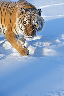 Siberian Tiger (Panthera tigris altaica), Montana, United States of America, North America