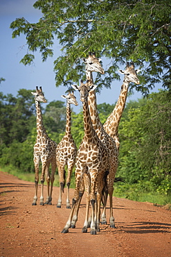 Thornicroft's giraffe (Giraffa camelopardalis thornicrofti), South Luangwa National Park, Zambia, Africa