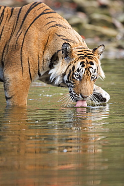 Ustaad, T24, Royal Bengal tiger (Tigris tigris) drinking, Ranthambhore, Rajasthan, India, Asia