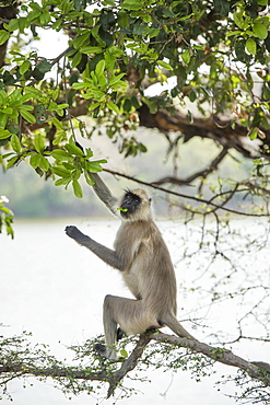 Gray langurs (Hanuman langurs) (langur monkey) (Semnopithecus entellus), Ranthambhore, Rajasthan, India, Asia