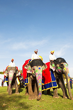 Colorful elephants at the Jaipur elephant festival, Jaipur, Rajasthan, India, Asia