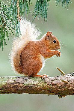 Eurasian Red Squirrel (Sciurus vulgaris), Scotland, United Kingdom, Europe