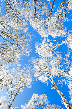 Snow covered beech tree tops against blue sky viewed from the ground, Neuenburg, Switzerland, Europe