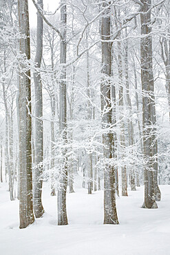 Snow covered beech tree forest in winter, Neuenburg, Switzerland, Europe