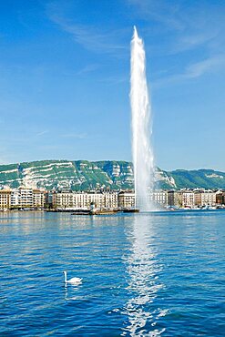 Blue sky over tourist attraction Jet d'eau and calm waters of Lake Geneva with mute swan swimmung in the forground