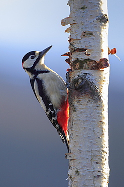 Great spotted woodpecker (Dendrocopos major), Scotland, United Kingdom, Europe