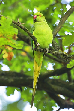 Ring-necked Parakeet (Psittacula krameri), Richmond Park, Greater London, England, United Kingdom, Europe