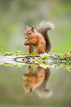 Eurasian Red Squirrel (Sciurus vulgaris), Scotland, United Kingdom, Europe