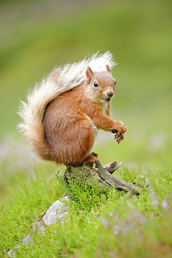 Eurasian Red Squirrel (Sciurus vulgaris), Scotland, United Kingdom, Europe