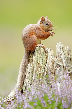 Eurasian Red Squirrel (Sciurus vulgaris), Scotland, United Kingdom, Europe