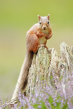 Eurasian Red Squirrel (Sciurus vulgaris), Scotland, United Kingdom, Europe