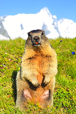 Alpine Marmot, Marmota marmota