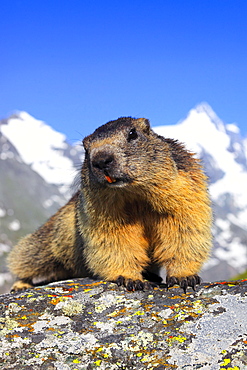 Alpine Marmot, Marmota marmota