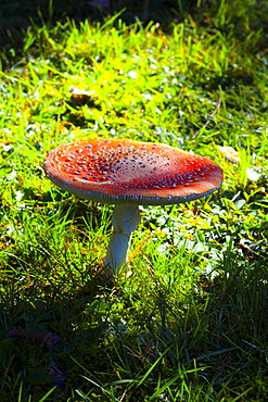 fly agaric, Fliegenpilz, Amanita muscaria var. muscaria, Blackforest, Germany