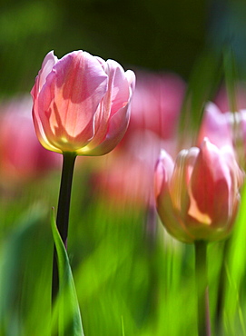 Tulip, Tulipa, Tulpe, Insel Mainau, Isle of Mainau, Konstanz, Germany