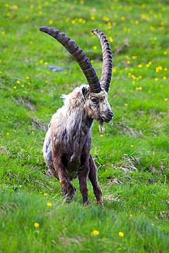 Ibex, Steinbock, Capra ibex, National Park Hohe Tauern, Austria